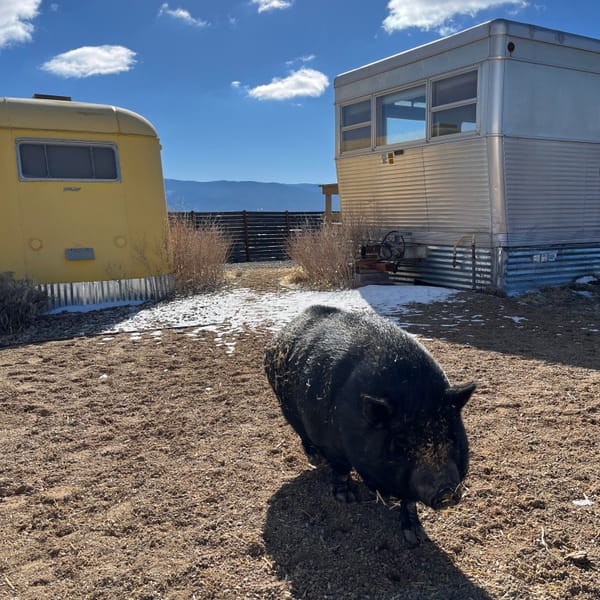 A black pig crossing a yard between two vintage trailers